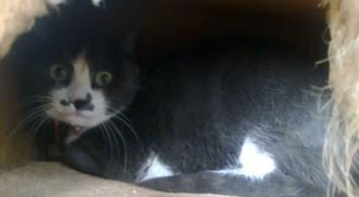 Tres pequeños en peligro: Braca aterrorizada, cachorro con mandibula torcida, y gata casera,3 historias para no dormir...