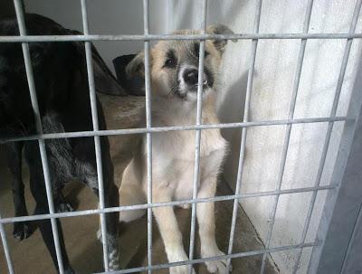 Tres pequeños en peligro: Braca aterrorizada, cachorro con mandibula torcida, y gata casera,3 historias para no dormir...