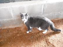 Tres pequeños en peligro: Braca aterrorizada, cachorro con mandibula torcida, y gata casera,3 historias para no dormir...