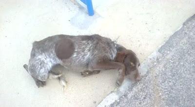 Tres pequeños en peligro: Braca aterrorizada, cachorro con mandibula torcida, y gata casera,3 historias para no dormir...