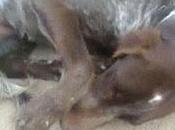 Tres pequeños peligro: Braca aterrorizada, cachorro mandibula torcida, gata casera,3 historias para dormir...