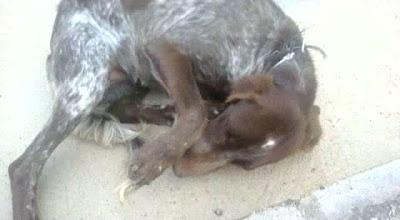 Tres pequeños en peligro: Braca aterrorizada, cachorro con mandibula torcida, y gata casera,3 historias para no dormir...