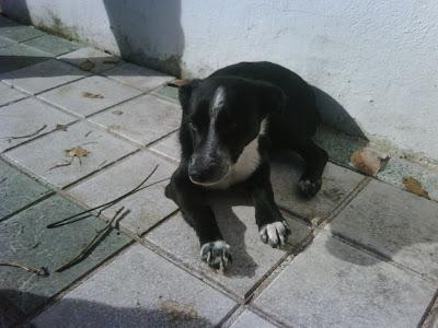 Pegote es un  perrito pequeño abandonado (llaman a la perrera). JAEN.