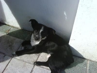 Pegote es un  perrito pequeño abandonado (llaman a la perrera). JAEN.