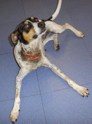 Bodeguera malherida y cruce de caniche en la perrera.