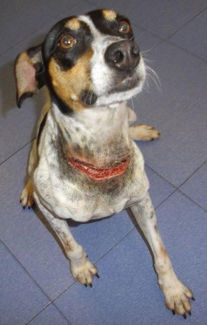 Bodeguera malherida y cruce de caniche en la perrera.