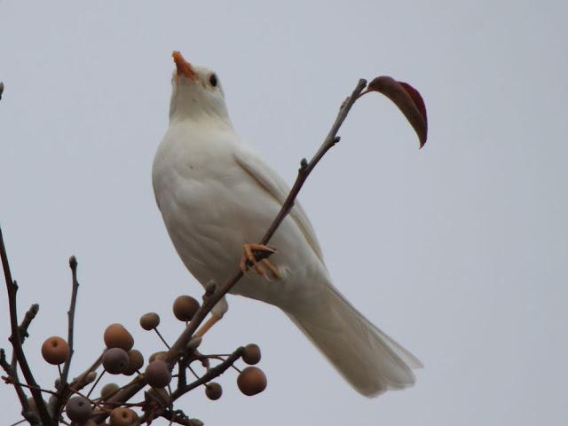 NUBE EL MIRLO BLANCO-CLOUD ,THE WHITE BLACKBIRD