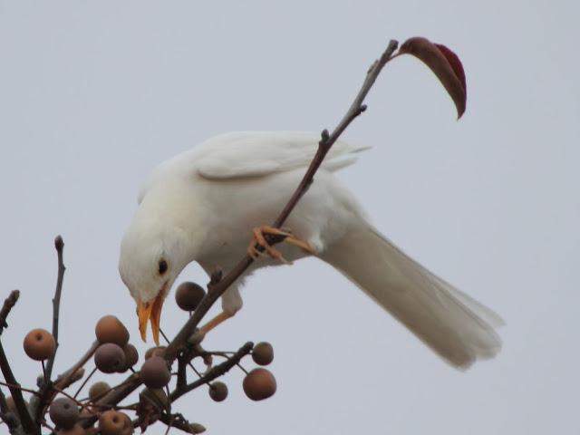 NUBE EL MIRLO BLANCO-CLOUD ,THE WHITE BLACKBIRD