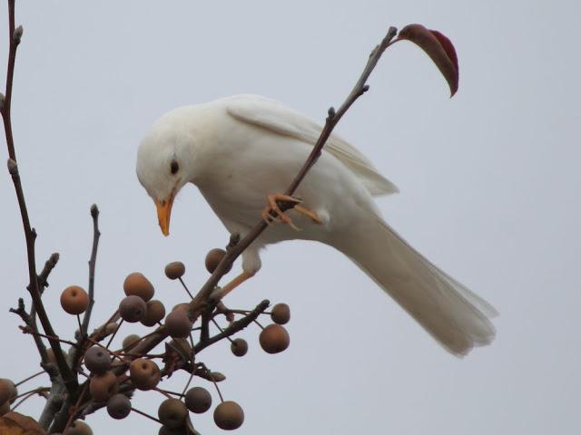 NUBE EL MIRLO BLANCO-CLOUD ,THE WHITE BLACKBIRD