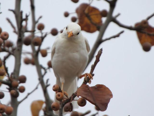 NUBE EL MIRLO BLANCO-CLOUD ,THE WHITE BLACKBIRD