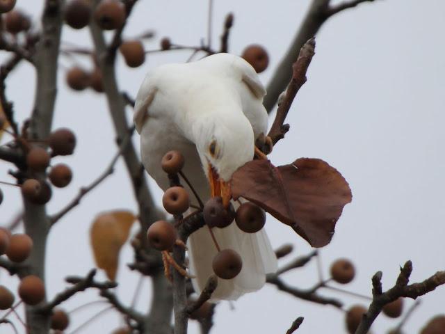 NUBE EL MIRLO BLANCO-CLOUD ,THE WHITE BLACKBIRD NUBE EL MIRLO BLANCO-CLOUD ,THE WHITE BLACKBIRD