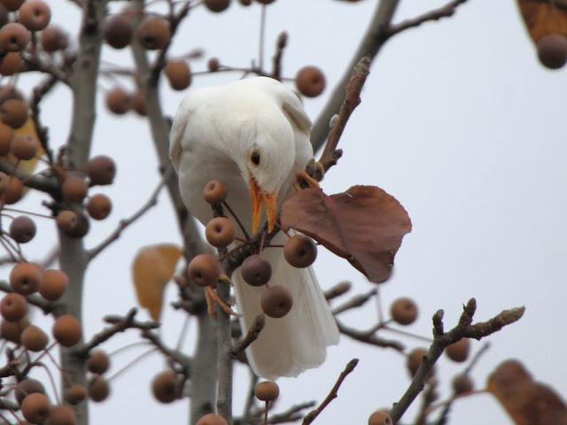 NUBE EL MIRLO BLANCO-CLOUD ,THE WHITE BLACKBIRD