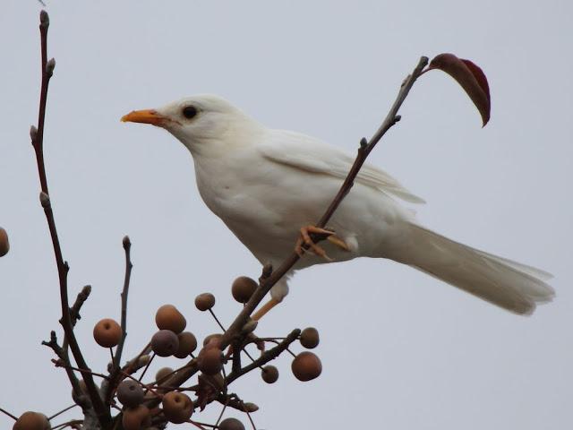 NUBE EL MIRLO BLANCO-CLOUD ,THE WHITE BLACKBIRD