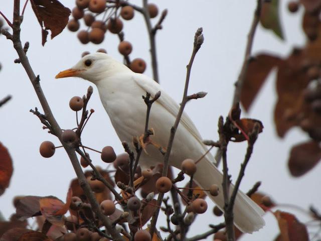 NUBE EL MIRLO BLANCO-CLOUD ,THE WHITE BLACKBIRD