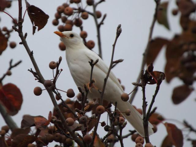 NUBE EL MIRLO BLANCO-CLOUD ,THE WHITE BLACKBIRD