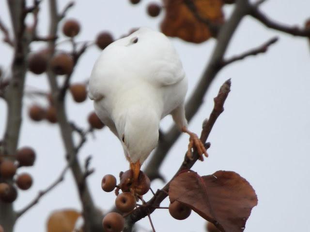 NUBE EL MIRLO BLANCO-CLOUD ,THE WHITE BLACKBIRD