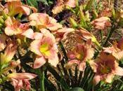 Daylilies: flores favoritas