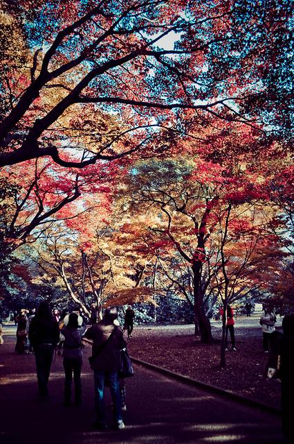 Shinjuku Gyoen (新宿御苑)