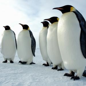 Encontrados fósiles de la especie de pingüino más grande conocida hasta la fecha