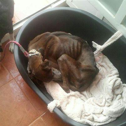 Foto: MUCHOS YA CONOCEIS A RUFO , EL PERRITO CIEGO QUE SE HA ESCAPADO DOS VECES.. NO VOY HA HACER COMENTARIOS, ......PERO RUFO ESTA INGRESADO EN  ESTADO CRITICO EN MANZANARES, LE PEDI A LA  PROTECTORA QUE POR FAVOR LO TUVIERA HASTA QUE SALIERA SU VIAJE, ENSEGUIDA CUANDO RUFO LLEGO ME DIJO LA SITUACCION CRITICA DE EL, Y DESPUES  DEL VETERINARIO ACUDIR A VERLO, SE ENCONTRO CON UN SACO DE PIEL Y HUESOS... SI SALE ADELANTE TIENE UNA ACOGIDA EN CADID DONDE  ESPERAN IMPACIENTES QUE RUFO SE RECUPERE PARA OFRECERLE SU HOGAR,  EN ESTOS MOMENTOS LO QUE NOS IMPORTA ES QUE EL SEA FUERTE Y SIGA LUCHANDO...  ........NECESITAMOS PAGAR EL VETERINARIO DONDE RUFO SE ENCUENTRA Y EL QUE ACUDIO UN SABADO TARDE A TODA PRISA A CASA DE UNA CHICA DE LA PROTECTORA DE MANZANARES PARA AYUDAR A RUFO. ..  RUFO SE MERECE SALIR DE ESTA PARA EMPEZAR SU NUEVA VIDA............. MUCHOS NOS CONOCEIS Y SABEIS QUE SOMOS DOS PARTICULARES QUE LUCHAMOS POR TODOS LOS QUE PODEMOS, PERO LOS MAS VIEJECITOS Y DISCAPACITADOS NOS TOCAN EL FONDO DEL CORAZON, TENEMOS QUE PAGAR EL VETERINARIO DE RUFO, QUE AUN NO SABEMOS LO QUE SERA, DEPENDE CUANDO LE DEN EL ALTA.. SI POR FAVOR PODEIS AYUDARNOS CON POQUITO QUE SEA, SERA OTRO MAS SALVADO..  QUIERO AGRADECER A LA PROTECTORA DE MANZANARES, LO MISMO QUE A SU VETERINARIO, Y A LA ACOGIDA QUE LO ESPERA EN CADID, TODO LO QUE NOS ESTAN AYUDANDO, ENCONTRANDOSE RUFO TAN LEJOS DE NOSOTRAS...  PAYPAL: itaset@hotmail.com CUENTA: Banco santander 0049 4456 68 2890009389  IBAN: ES 13 0049 4456 68 2890009389 SUIF: BSCHESMM