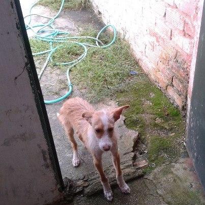 Foto: Es tan solo un cachorro y lo tenian en este patio sin comida y con el agua que caia de la lluvia como podeis ver en las fotos, las otras fotos de los cartones y las mantas es de donde se encuentra ahora, no la esta en el sitio mas idoneo para un cachorro pero por lo menos lo he podido sacar de donde estaba y la comida no le falta, pero hace mucho frio y solo tiene estos cartones....como veis esto no para y yo no puedo hacer mas que difundir para intentar encontrarle un hogar digno.  Esta muy delgado, aunque no se aprecie en las fotos porque tiene el pelo semi - largo, le calculo unos 5 o 6 meses y es pequeño de tamaño, ahora pesarà unos 5 kilos ( ya ha engordado).  Se ecuentra en un pueblo de Cordoba, se necesita adopcion o acogida de alguien que pueda ocuparse de el, porque yo no tengo recuersos economicos.  CONTACTO: ltrescatando.a@gmail.com