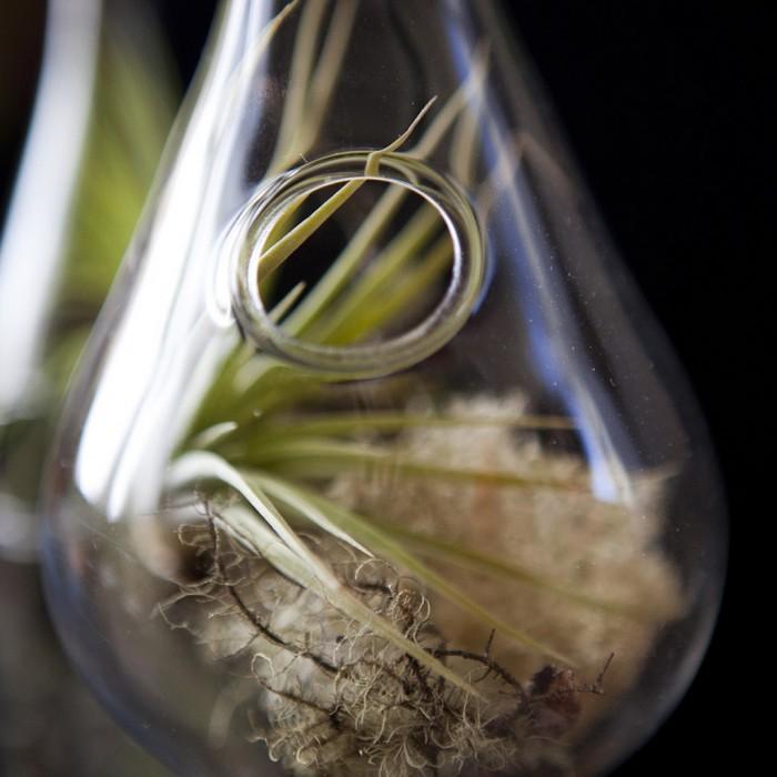 Adornos para el Árbol de Navidad con Plantas