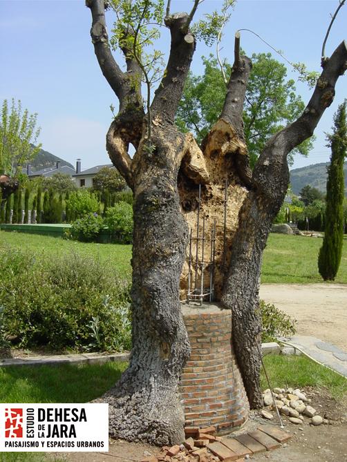 Novedades de la BPP 2012 (VIII) - Cirugía arbórea