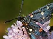 Zygaena ephialtes