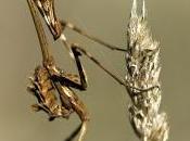 Empusa pennata (insecto palo, diablillo)