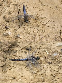 Para ampliar Orthetrum cancellatum (Libélula azul) hacer clic