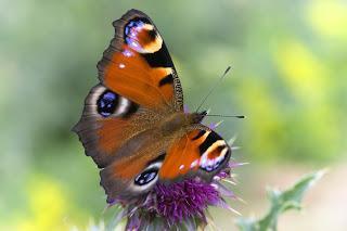 Inachis io (Pavo real)