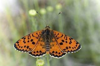 Para ampliar Melitaea didyma (Doncella tímida) macho, anverso hacer clic