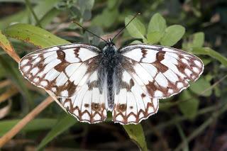 Para ampliar Melanargia russiae (Medioluto montañera) hacer clic