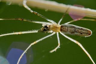 Para ampliar Tetragnatha sp hacer clic