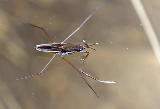 Para ampliar Gerris lacustris (zapatero) hacer clic