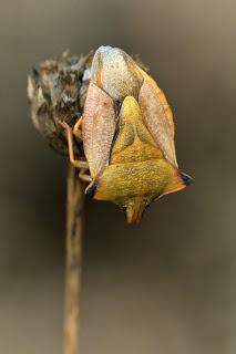 Para ampliar Carpocoris fuscispinus hacer clic