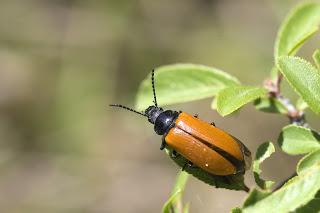 Para ampliar Omophlus lepturoides hacer clic
