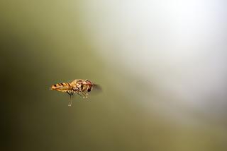 Episyrphus balteatus (Mosca cernidora)