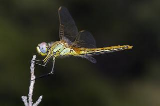 Para ampliar Sympetrum fonscolombii (hembra) hacer clic