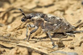 Para ampliar Pachycerus sp (gorgojo, picudo) hacer clic