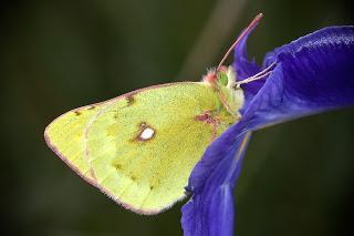 Para ampliar Colias phicomone (Colias de montaña) hacer clic