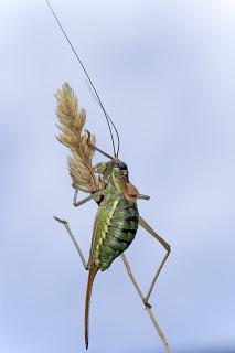 Sorapagus (Steropleurus) catalaunicus (Grillo de matorral, chicharra)
