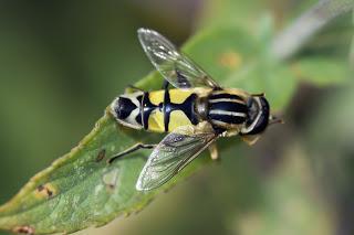 Para ampliar Helophilus trivittatus (mosca cernidora) hacer clic