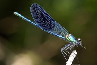 Para ampliar Calopteryx xanthostoma hacer clic