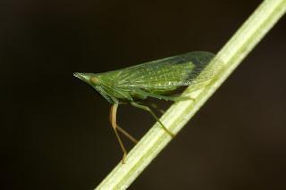 Dictyophara multireticulata