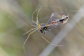 Tetragnatha extensa & Pyrrhosoma nymphula