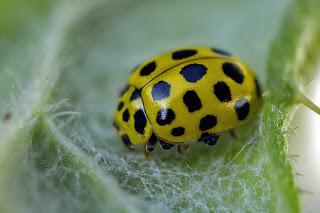 Para ampliar Thea (Psyllobora) vigintiduopunctata (mariquita de veinticuatro puntos) hacer clic