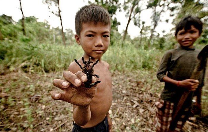 Niños camboyanos cazando tarántulas