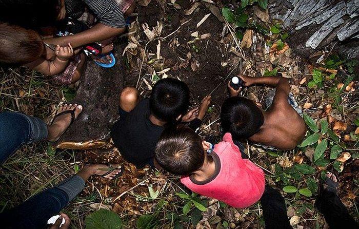 Niños camboyanos cazando tarántulas