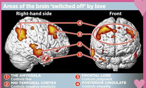 Qué ocurre con el cerebro cuando hay química con otra persona ? – CURIOSIDADES